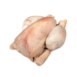 Coq